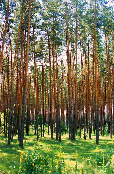 Реферат: Лесная промышленность и деревообработка в Украине