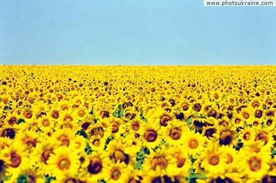 Small town Komsomolske. Sunflower field Donetsk Region Ukraine photos