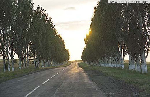 Town Snizhne. Alley of poplars Donetsk Region Ukraine photos