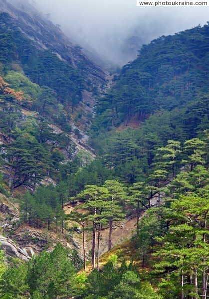 Yalta Reserve. Mountain forests Autonomous Republic of Crimea Ukraine photos