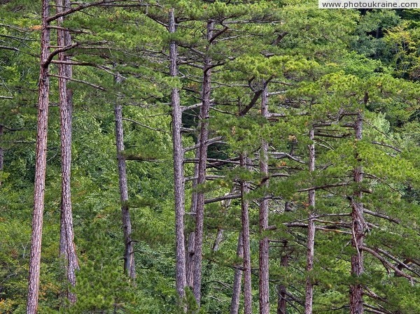 Yalta Reserve. Slender pines Autonomous Republic of Crimea Ukraine photos