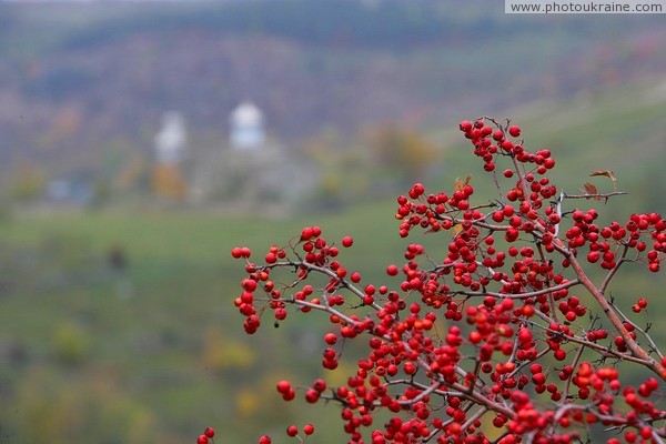 Stina. Scarlet fruit fall Vinnytsia Region Ukraine photos