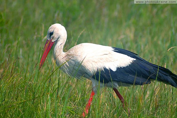 Shatsky park. Stork Volyn Region Ukraine photos