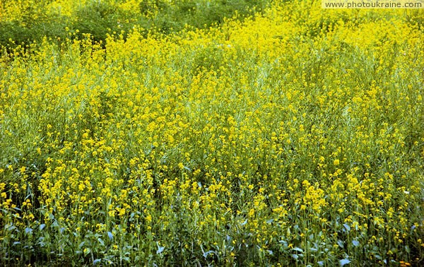 Voloske. Flowering buckwheat Dnipropetrovsk Region Ukraine photos