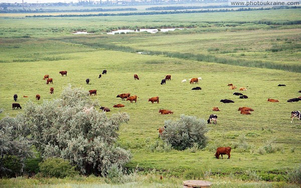 Leninske. Grazing cows on floodplain of river Kamenka Dnipropetrovsk Region Ukraine photos