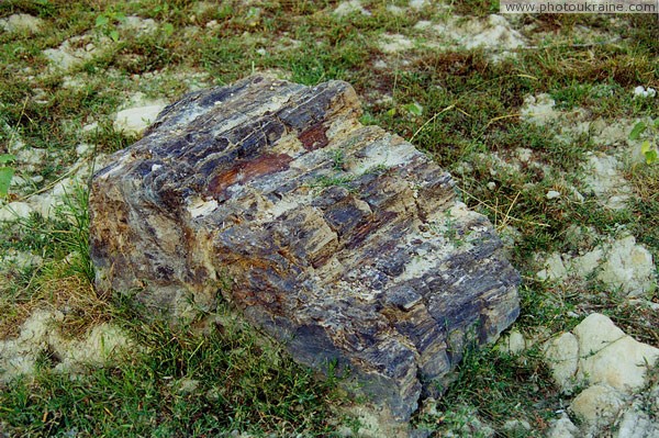 Oleksievo-Druzhkivka. Fragment of fossilized tree trunk Donetsk Region Ukraine photos