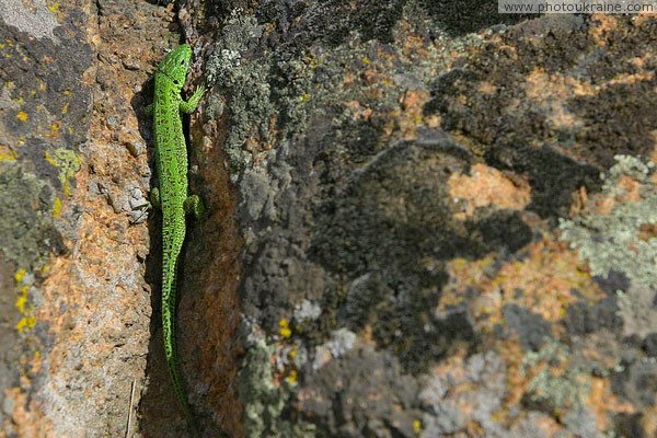Kamiani Mohyly Reserve. Lizard in cleft Donetsk Region Ukraine photos
