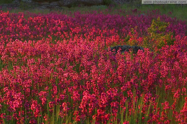 Kamiani Mohyly Reserve. Flora Donetsk Region Ukraine photos