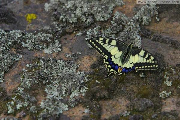 Kamiani Mohyly Reserve. Spectacular insect Donetsk Region Ukraine photos
