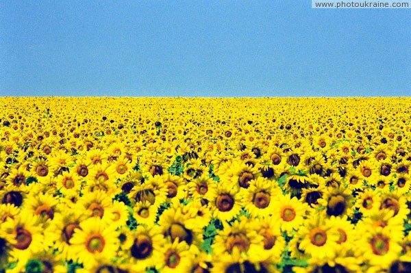 Komsomolske. Sunflower's horizon Donetsk Region Ukraine photos
