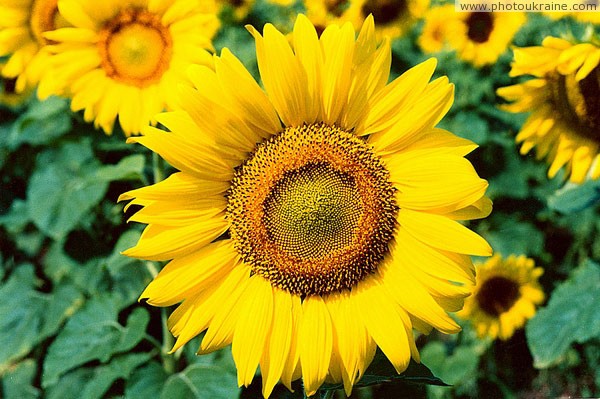 Komsomolske. Radiant sunflowers Donetsk Region Ukraine photos