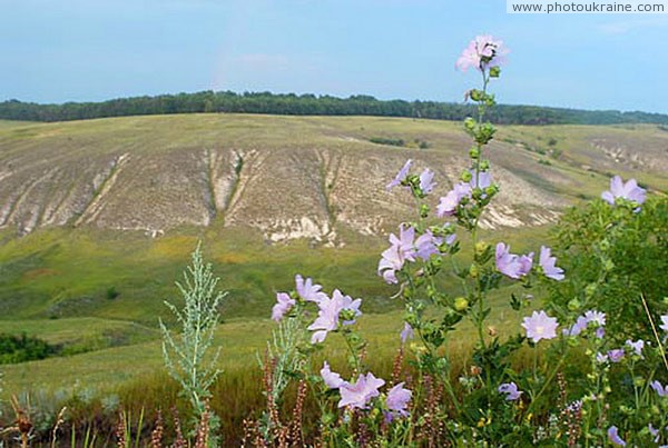 Kreidiana Flora Reserve. Reserve chicory Donetsk Region Ukraine photos