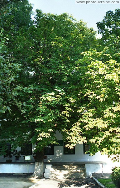 Neskuchne. Century chestnut near manor house Donetsk Region Ukraine photos