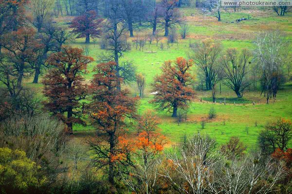 Park Sviati Gory. Old trees on terrace of river Donetsk Region Ukraine photos