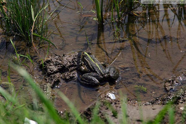 Starolaspa. If frog is  clean river Donetsk Region Ukraine photos