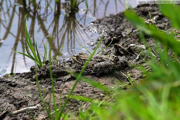 Starolaspa. Steppe frog Donetsk Region Ukraine photos