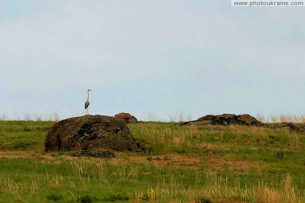Starolaspa. Single Crane Donetsk Region Ukraine photos