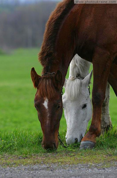 Starolaspa. Horse couple Donetsk Region Ukraine photos