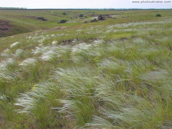Telmanove. Rustle of feather-grass steppe Donetsk Region Ukraine photos