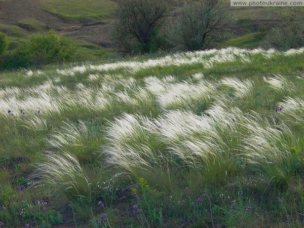 Telmanove. Bristle feather-grass steppe Donetsk Region Ukraine photos