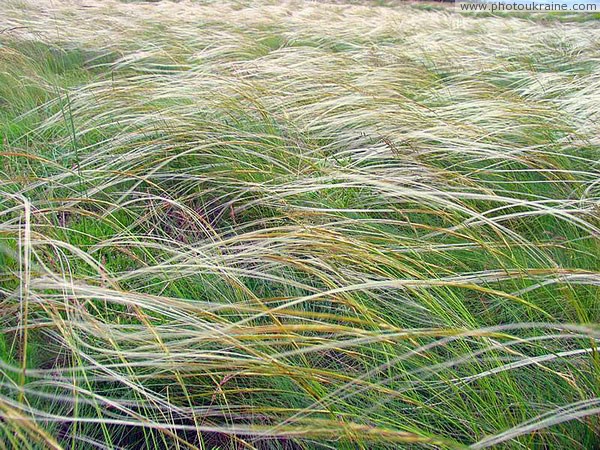 Feather-grass waves Donetsk Region Ukraine photos