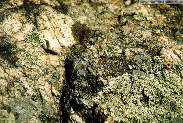 Vysokyi Kamin. Pegmatites in lichens Zhytomyr Region Ukraine photos