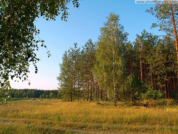 Poliskyi Reserve. Woodland Glade Zhytomyr Region Ukraine photos