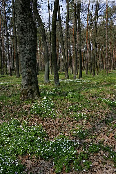 Poliskyi Reserve. Pine woodlands Zhytomyr Region Ukraine photos