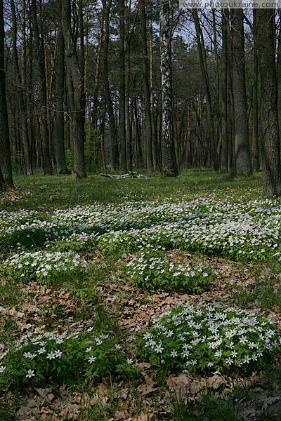 Poliskyi Reserve. Forest Carpet Zhytomyr Region Ukraine photos