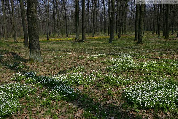 Poliskyi Reserve. Forest flowers Zhytomyr Region Ukraine photos