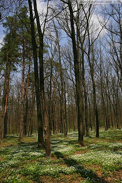 Poliskyi Reserve. Spring flowering Zhytomyr Region Ukraine photos