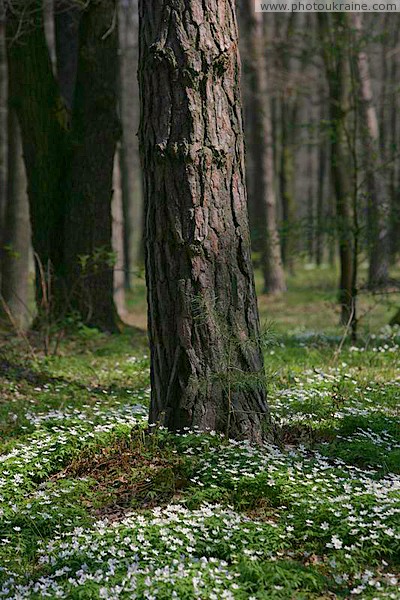 Poliskyi Reserve. Blooming underbrush Zhytomyr Region Ukraine photos