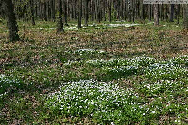Poliskyi Reserve. White-green beauty Zhytomyr Region Ukraine photos