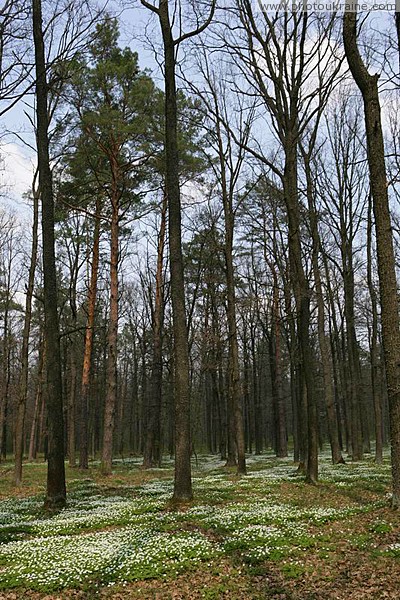 Poliskyi Reserve. Awakening of nature Zhytomyr Region Ukraine photos