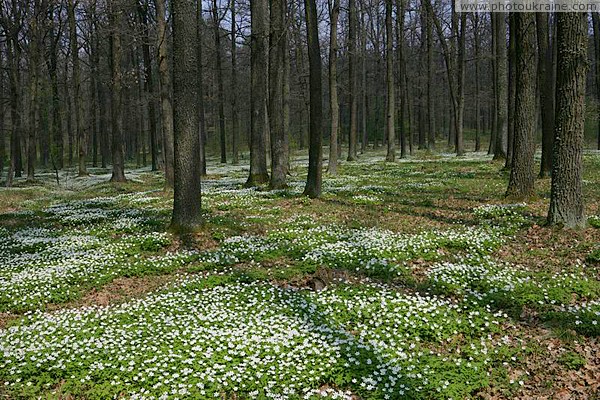 Poliskyi Reserve. White-green carpet Zhytomyr Region Ukraine photos