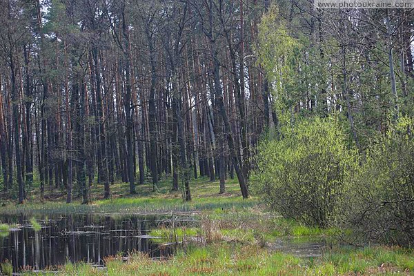 Poliskyi Reserve. Melt-water Zhytomyr Region Ukraine photos