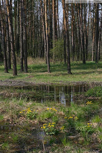 Poliskyi Reserve. Polissia eyes Zhytomyr Region Ukraine photos