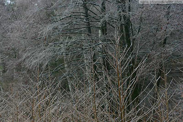 Poliskyi Reserve. Early frost Zhytomyr Region Ukraine photos