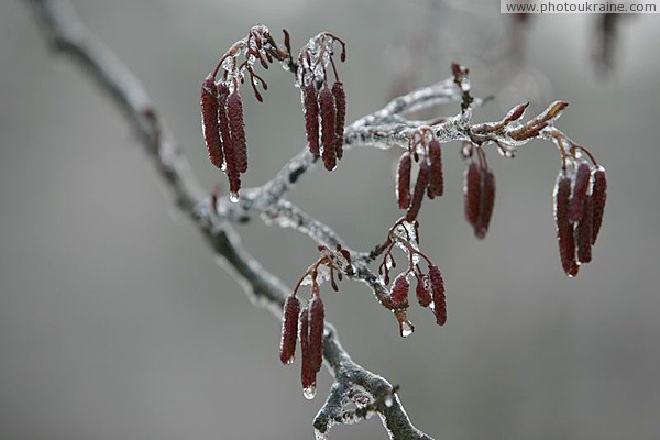 Poliskyi Reserve. Nature cries ice Zhytomyr Region Ukraine photos