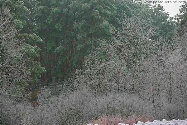 Poliskyi Reserve. Winter color Zhytomyr Region Ukraine photos