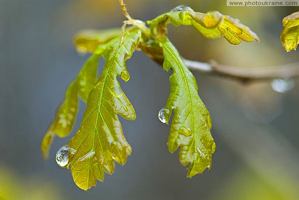 Young oak leaves Zhytomyr Region Ukraine photos