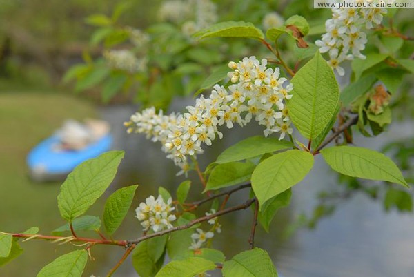 Woodland cherry on banks of river Ubort Zhytomyr Region Ukraine photos