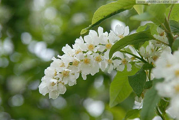 Flowering cherry woodland Zhytomyr Region Ukraine photos