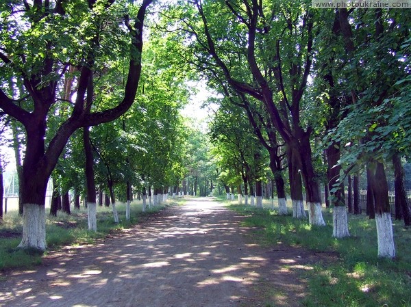 Ushomyr. Main alley of park Zhytomyr Region Ukraine photos
