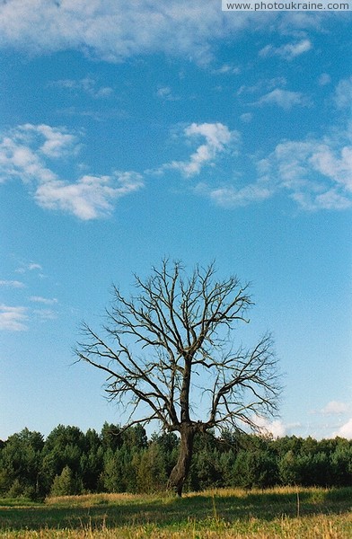 Silhouette of dead tree Zhytomyr Region Ukraine photos