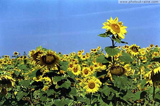 Town Pryluky (outskirts). Field of sunflowers Chernihiv Region Ukraine photos