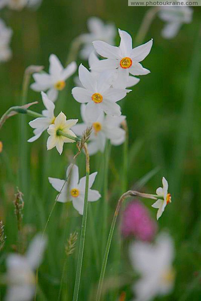 Valley of narcissus. Narcissus narrow-leaf Zakarpattia Region Ukraine photos