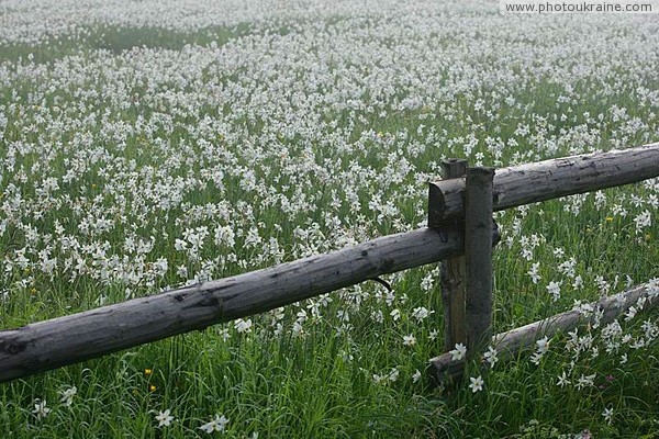 Valley of narcissus. Flowers erupt over fence Zakarpattia Region Ukraine photos