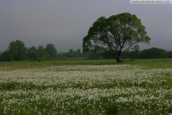 Valley of narcissus. Beauty of reserve branch Zakarpattia Region Ukraine photos
