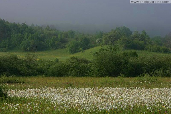 Valley of narcissus. Outskirts of reserve branch Zakarpattia Region Ukraine photos